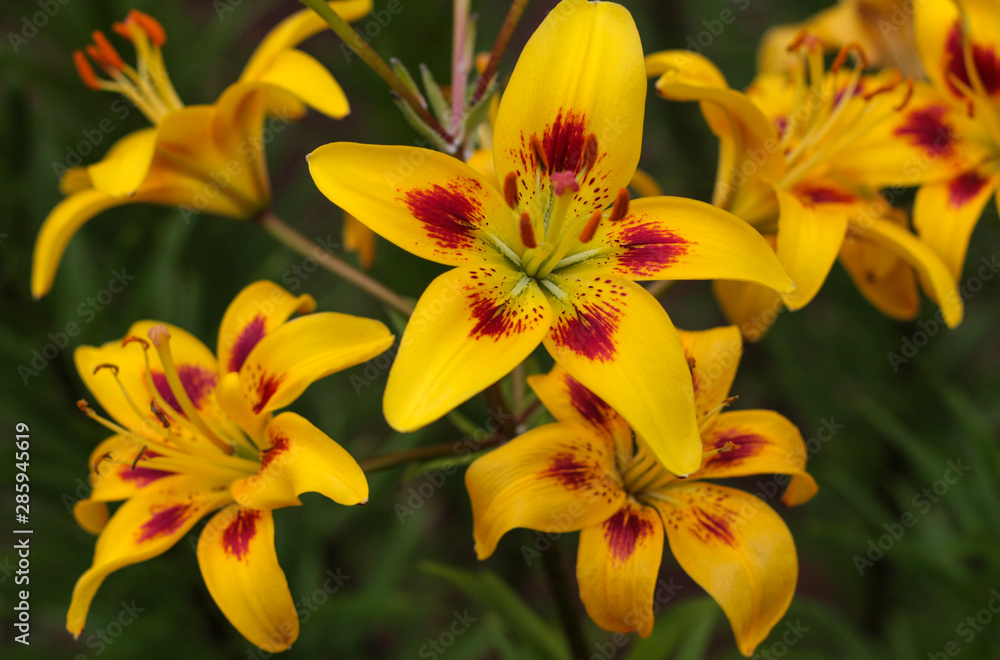 beautiful flowers in nature in the botanical garden beautiful flowers in nature in the botanical garden