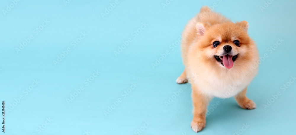 Fototapeta Pomeranian dog with blue backdrop.