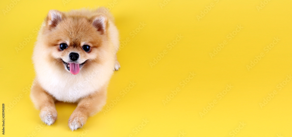 Pomeranian dog with yellow backdrop. - obrazy, fototapety, plakaty 