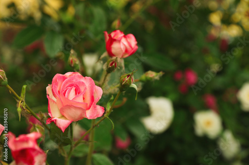 Beautiful blooming roses in garden on summer day  space for text