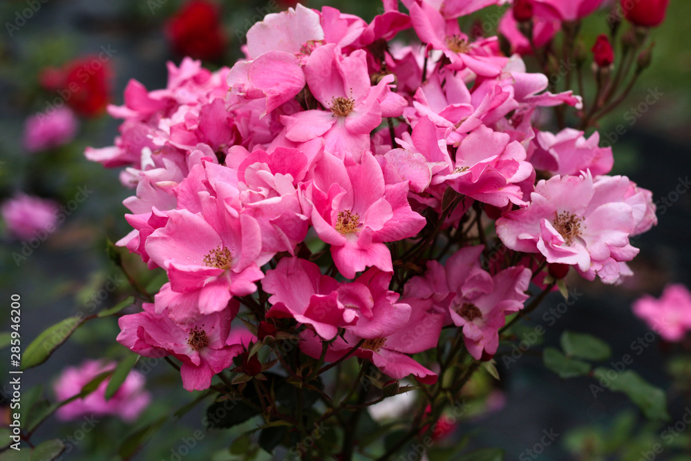 beautiful flowers in nature in the botanical garden beautiful flowers in nature in the botanical garden