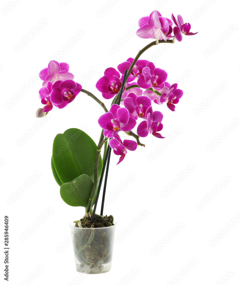 Beautiful tropical orchid flower in pot on white background Beautiful tropical orchid flower in pot on white background