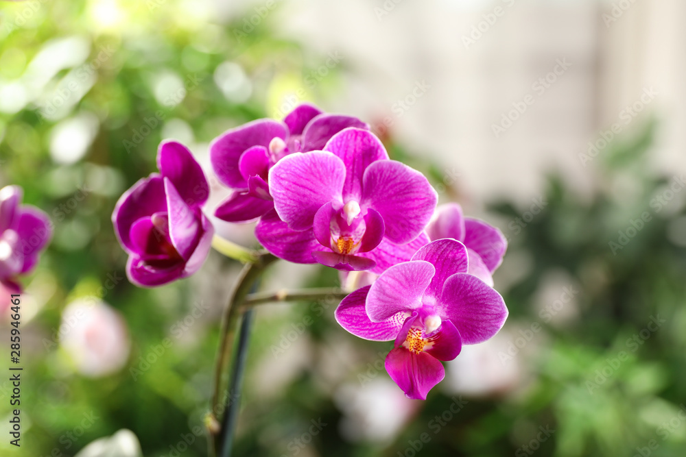 Fototapeta premium Beautiful blooming orchid on blurred background, closeup view