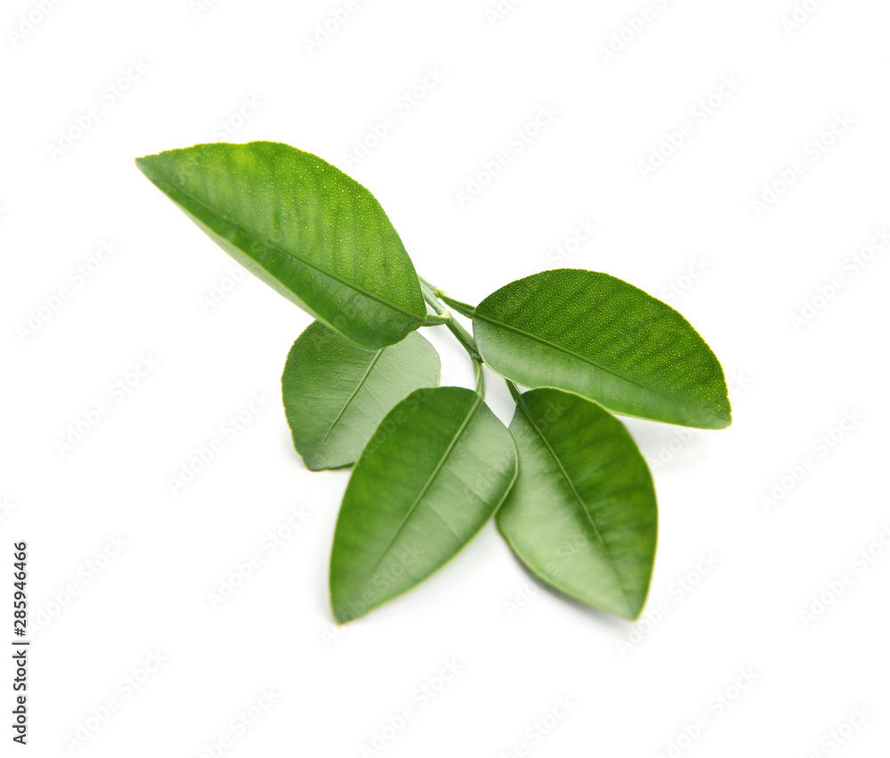 Branch of citrus leaves isolated on white Branch of citrus leaves isolated on white