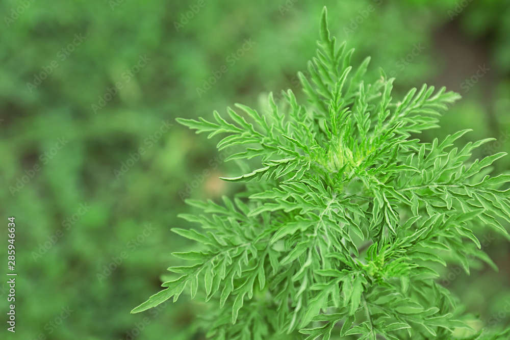 Ragweed plant (Ambrosia genus) outdoors. Seasonal allergy Ragweed plant (Ambrosia genus) outdoors. Seasonal allergy