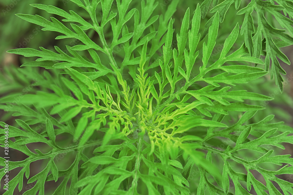 Ragweed plant (Ambrosia genus) outdoors, closeup. Seasonal allergy Ragweed plant (Ambrosia genus) outdoors, closeup. Seasonal allergy