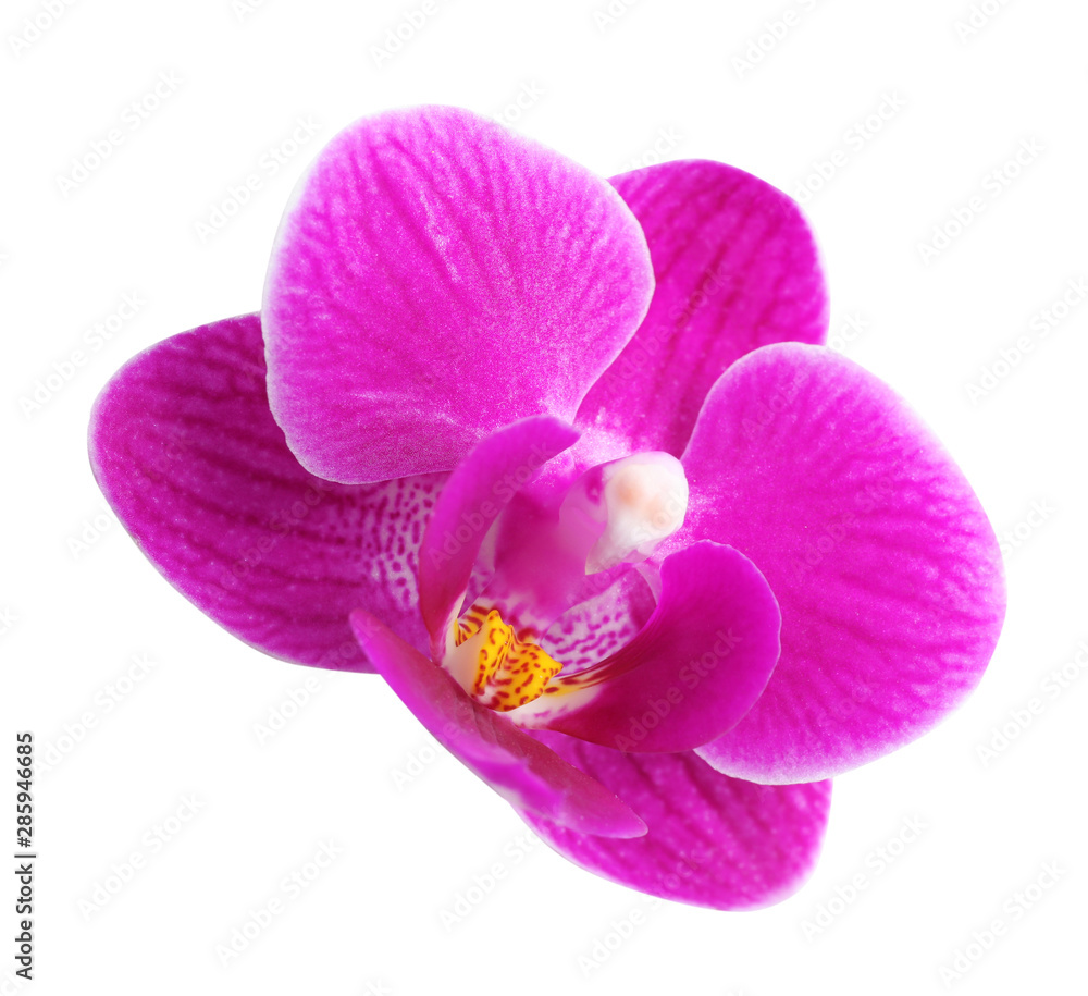 Fototapeta premium Beautiful pink orchid flower on white background