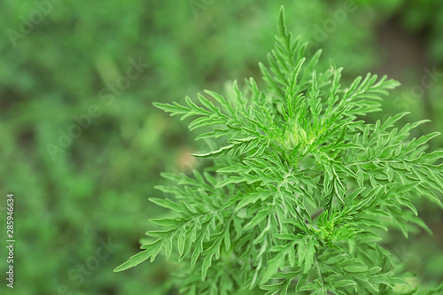 Ragweed plant (Ambrosia genus) outdoors. Seasonal allergy