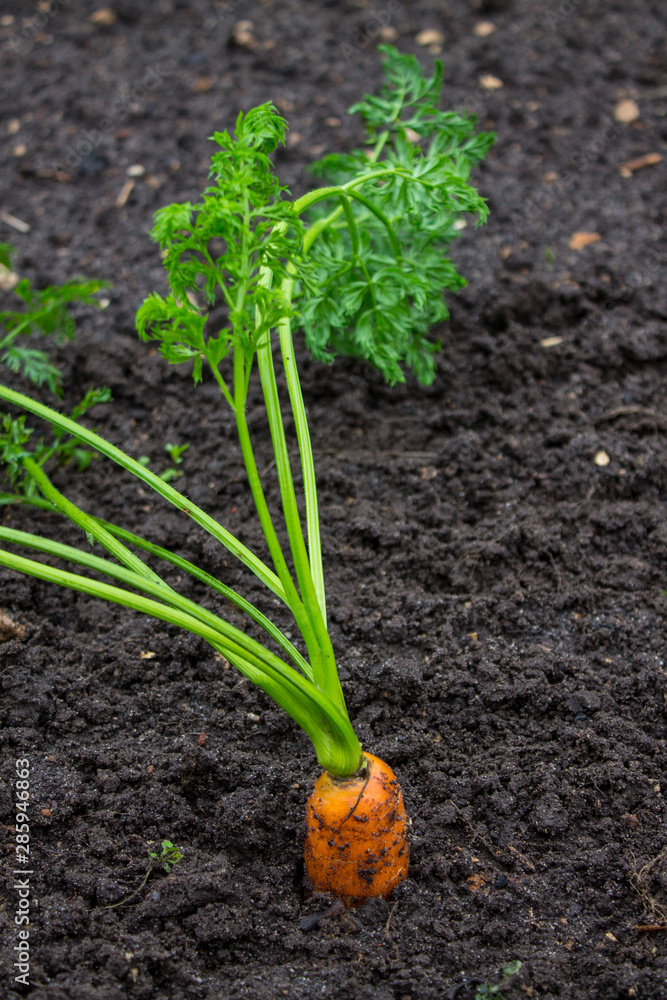 Ripe orange carrots in the soil Ripe orange carrots in the soil
