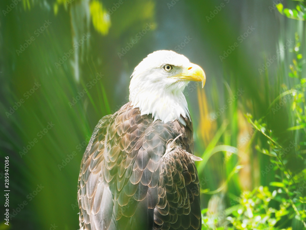 Obraz premium Bald Eagle Green Grass