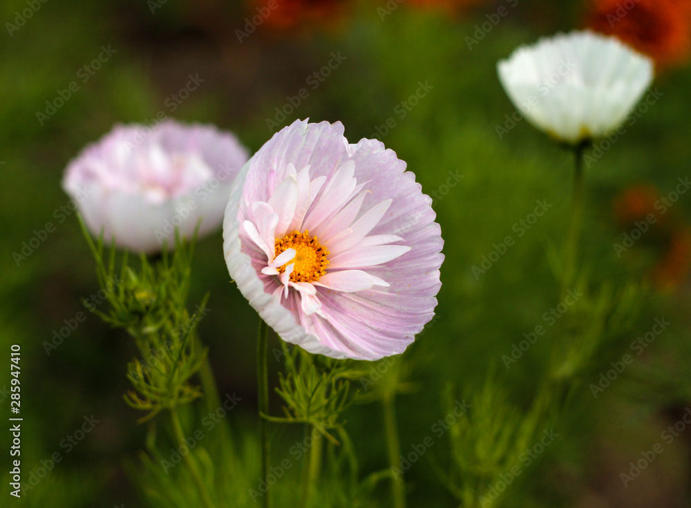 beautiful flowers in nature in the botanical garden beautiful flowers in nature in the botanical garden