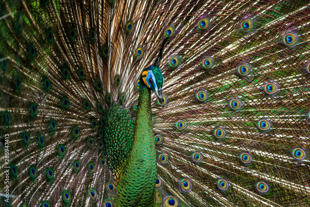 Obraz premium beautiful peacock