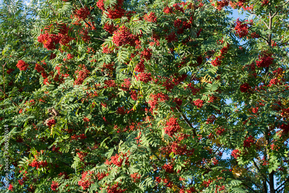 rowan berries on branches on blue sky