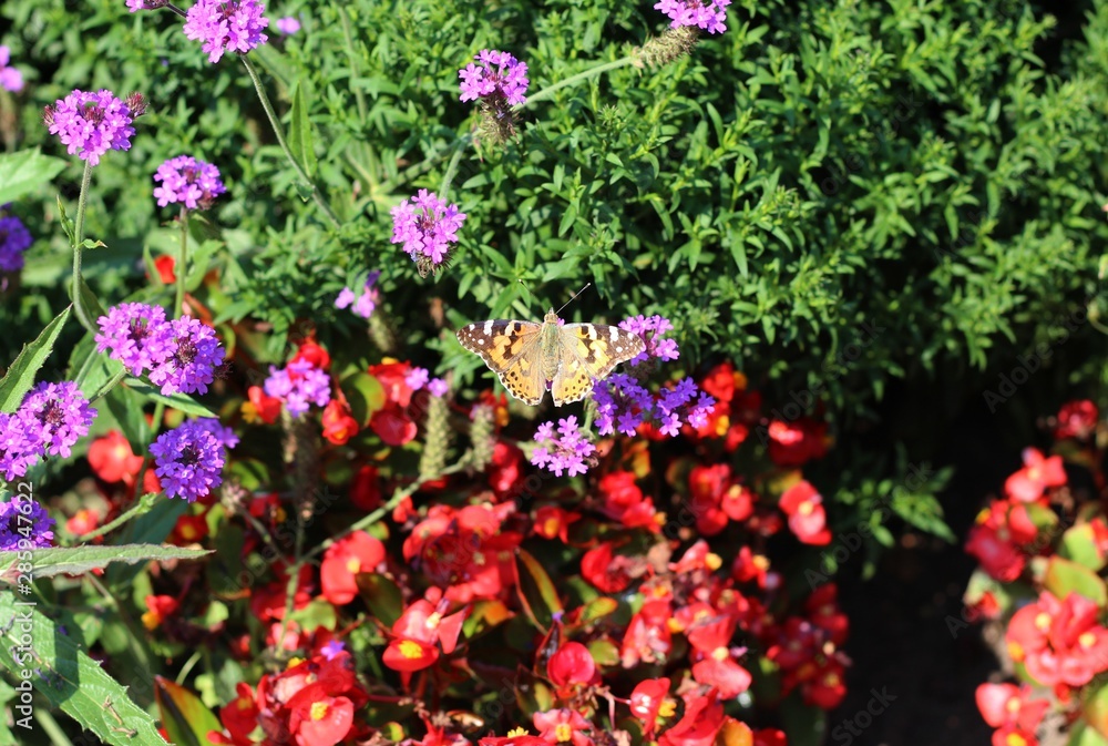 Obraz premium Schmetterling