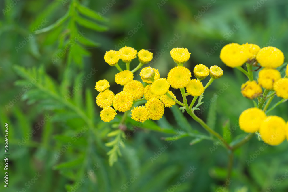 Tansy (Tanacetum vulgare) yellow flowers macro