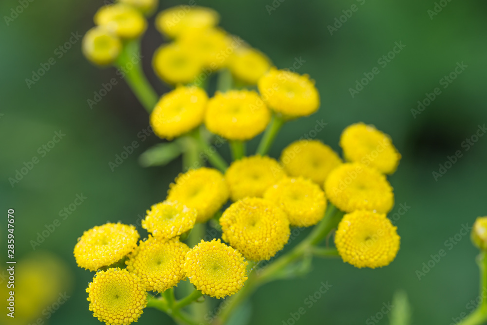 Tansy (Tanacetum vulgare) yellow flowers macro Tansy (Tanacetum vulgare) yellow flowers macro
