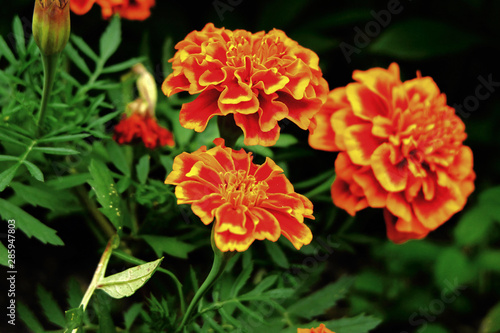 Fototapeta Naklejka Na Ścianę i Meble -  Marigolds in the garden