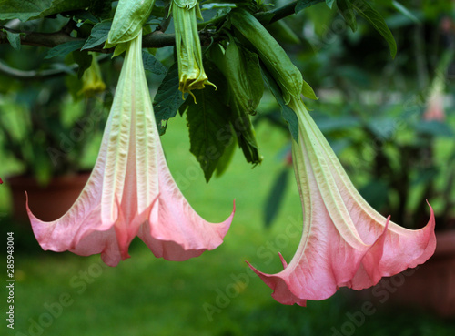 beautiful flowers in nature in the botanical garden photo