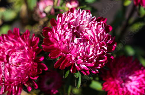 beautiful flowers in nature in the botanical garden