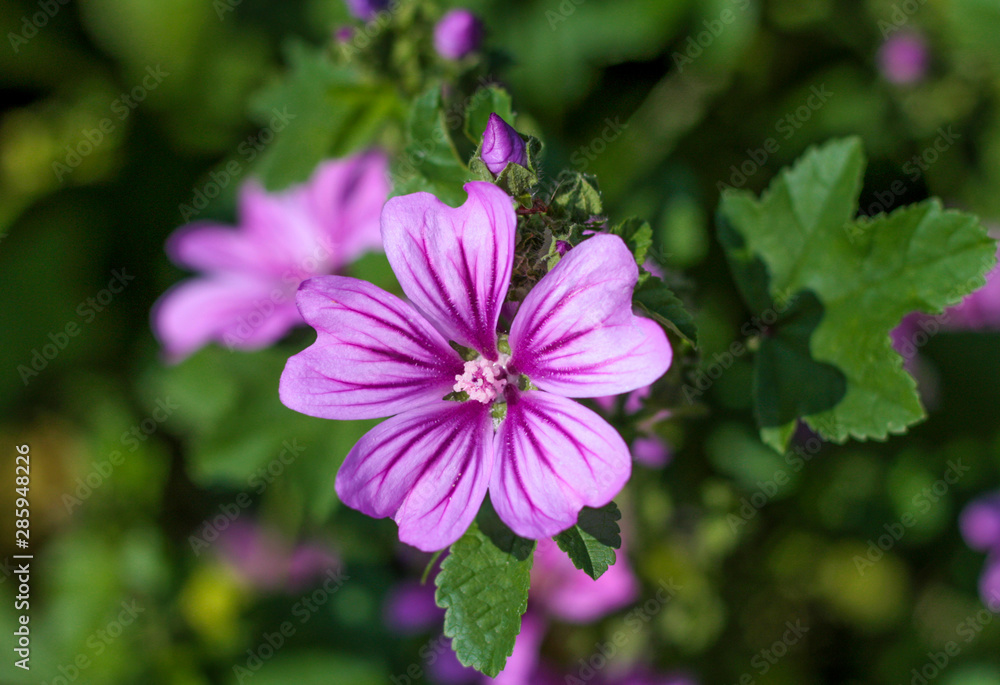 beautiful flowers in nature in the botanical garden beautiful flowers in nature in the botanical garden