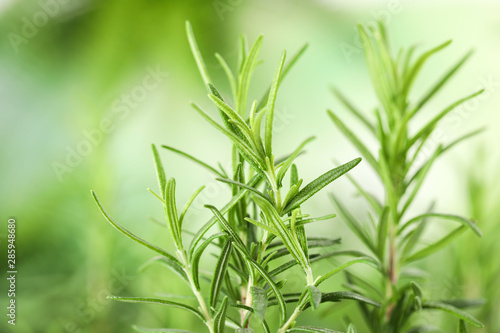 Twigs of fresh rosemary on blurred background  closeup