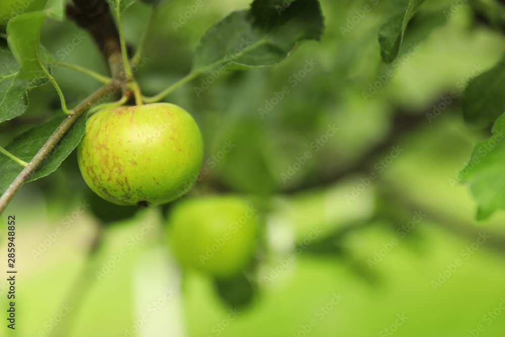 Sweet ripe green apple on branch outdoors. Space for text