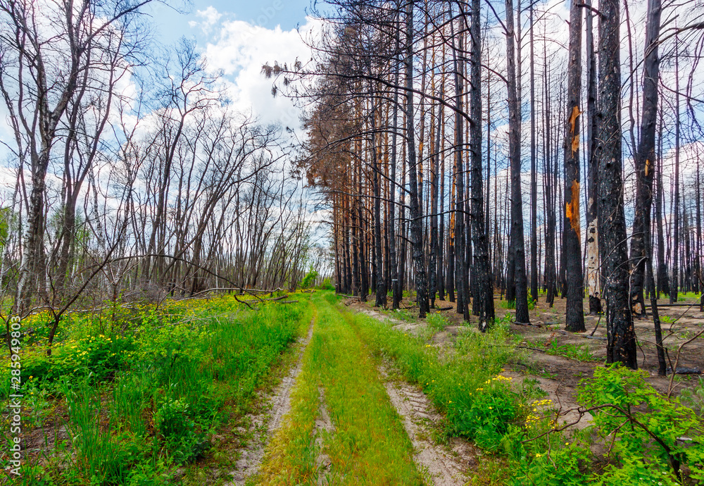 The ground road on the edge of the dead pine forest after last year wildfire The ground road on the edge of the dead pine forest after last year wildfire