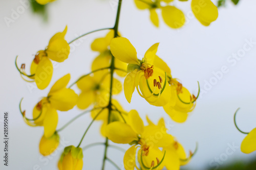 Wallpaper Mural 黄色いゴールデンシャワーの花 Torontodigital.ca