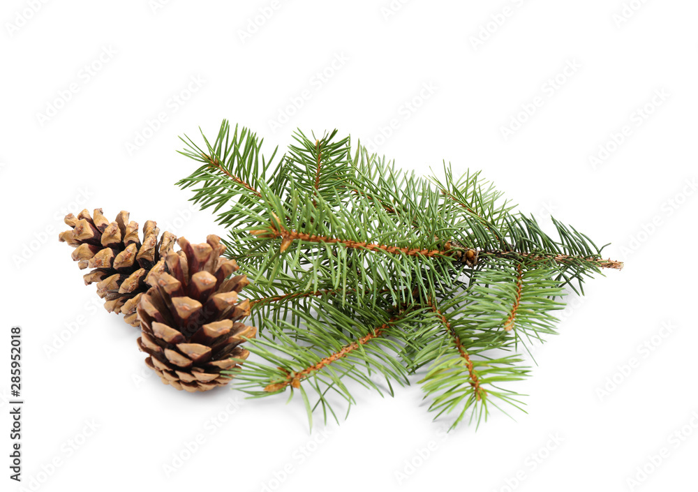 Christmas tree branches with pine cones on white background Christmas tree branches with pine cones on white background