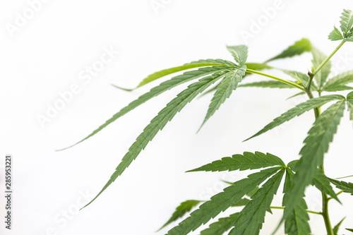 The Cannabis plant, Ganja