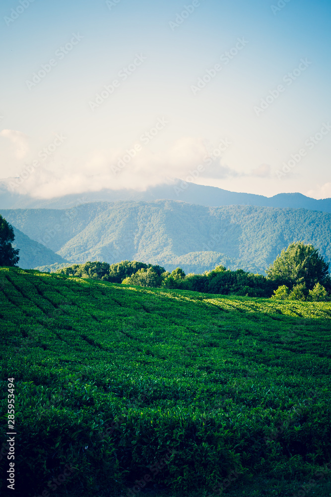 Fototapeta premium view of mountains tea plantations
