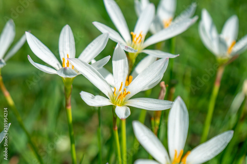 Fototapeta Naklejka Na Ścianę i Meble -  White rain lily flower, summer flower Zephyranthese candida in the garden
