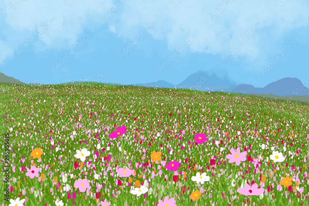 Beautiful cosmos flower in field with blue sky.