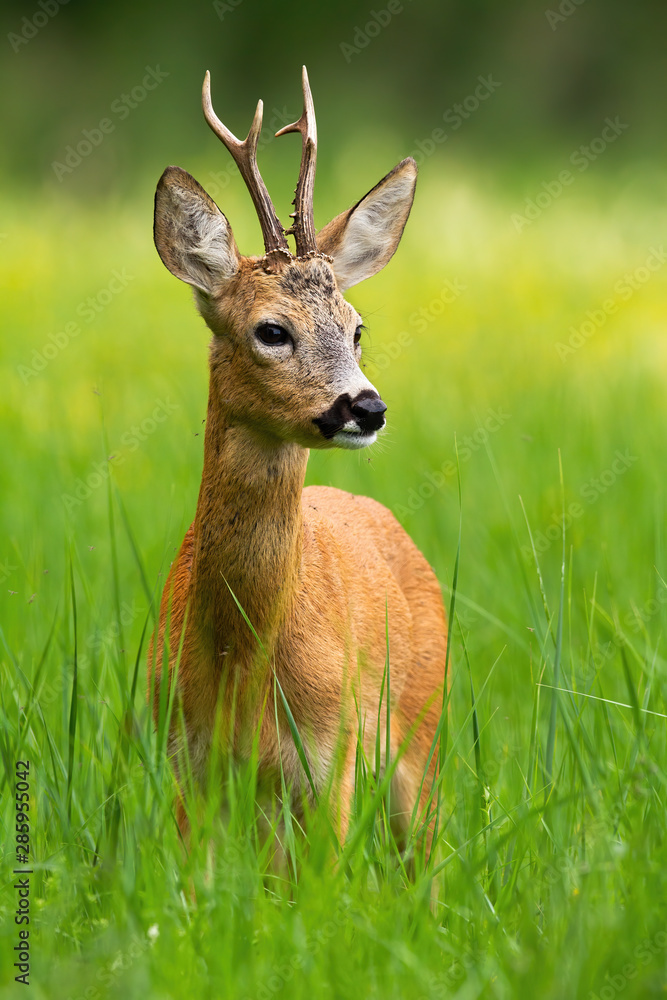 Innocent roe deer, capreolus capreolus, buck looking away standing in tall green grass with blooming yellow wildflowers in background. Vertical portrait of wild deer in fresh summer nature.
