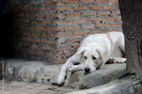 white stray dog lying on the floor at the corner of building © Kritchai
