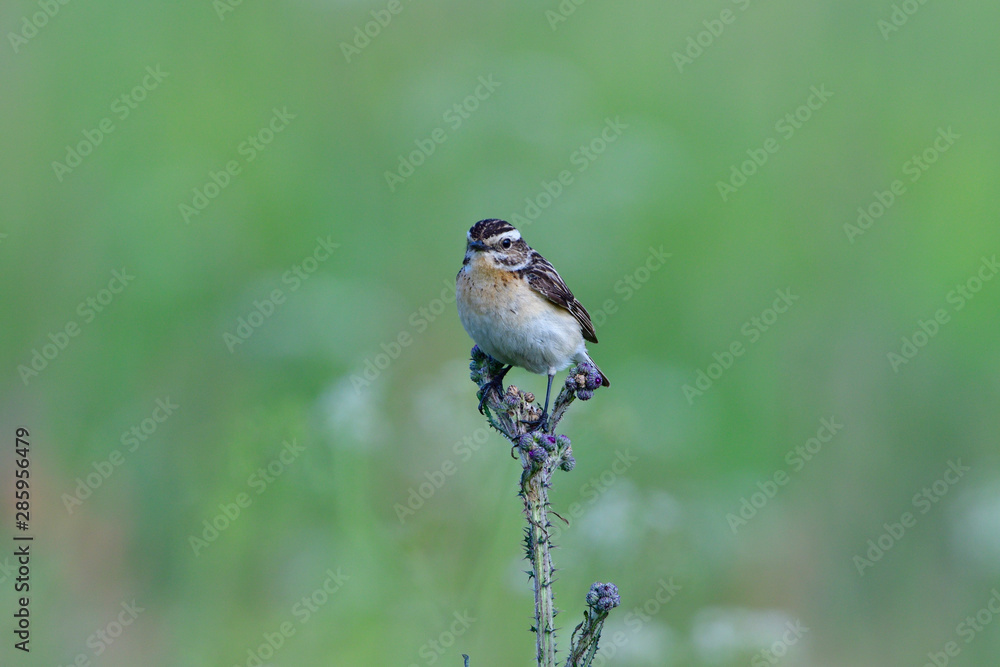 Fototapeta premium Braunkehlchen auf einer Sitzwarte