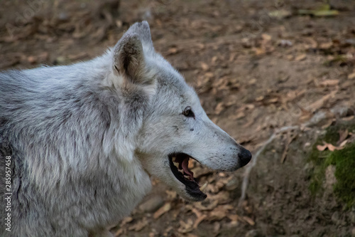 Fototapeta Naklejka Na Ścianę i Meble -  Wolf im Wald