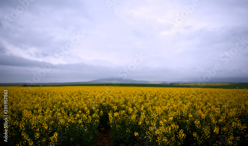 Canola Fields
