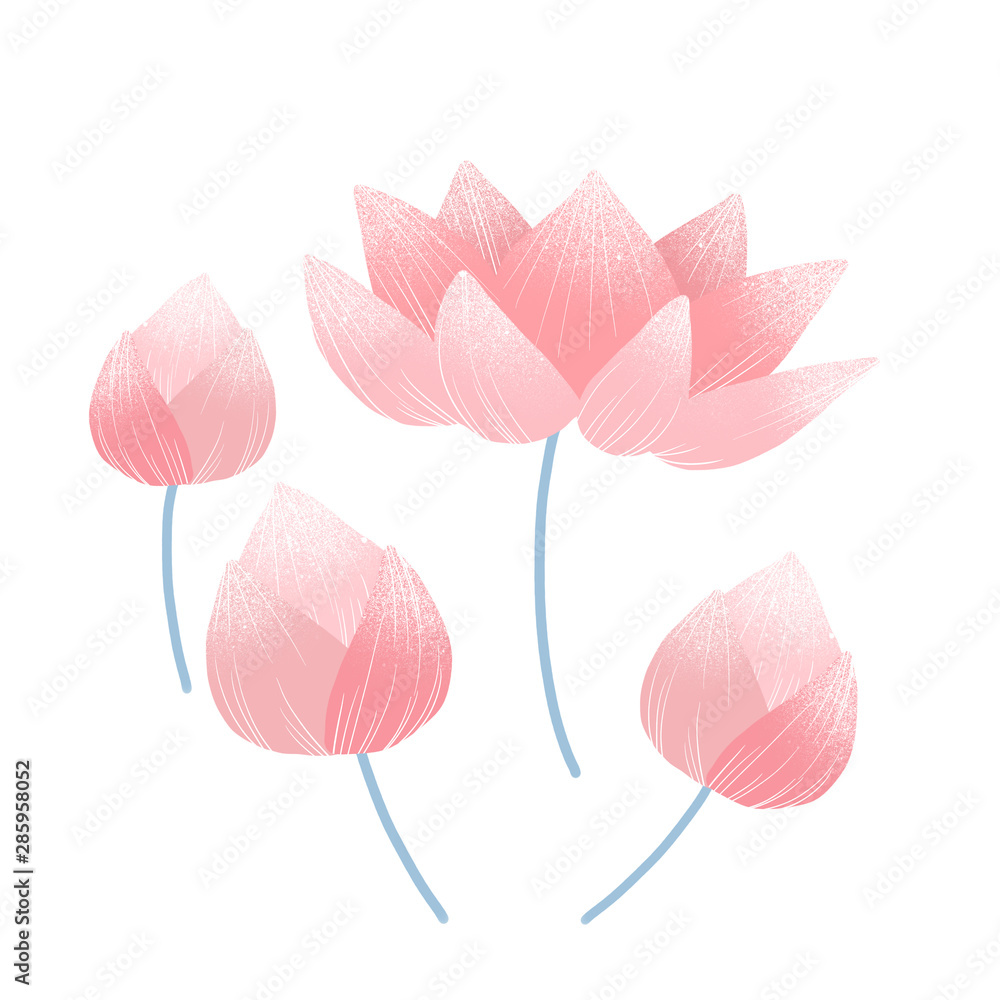 Obraz premium Lotus flower isolate