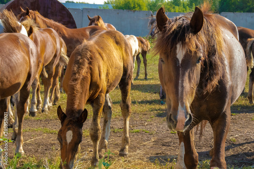 horse moves forward in bright sunny weather