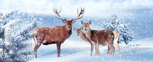 Photography Family of noble deer in a snowy winter forest