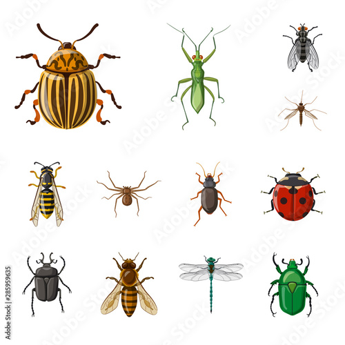 Vector illustration of insect and fly symbol. Collection of insect and element stock vector illustration. © Svitlana