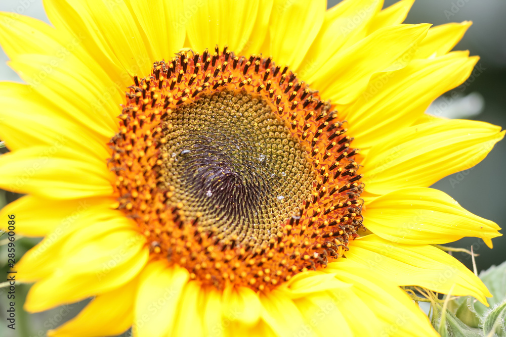 Close-up of a sunflower blossom Close-up of a sunflower blossom