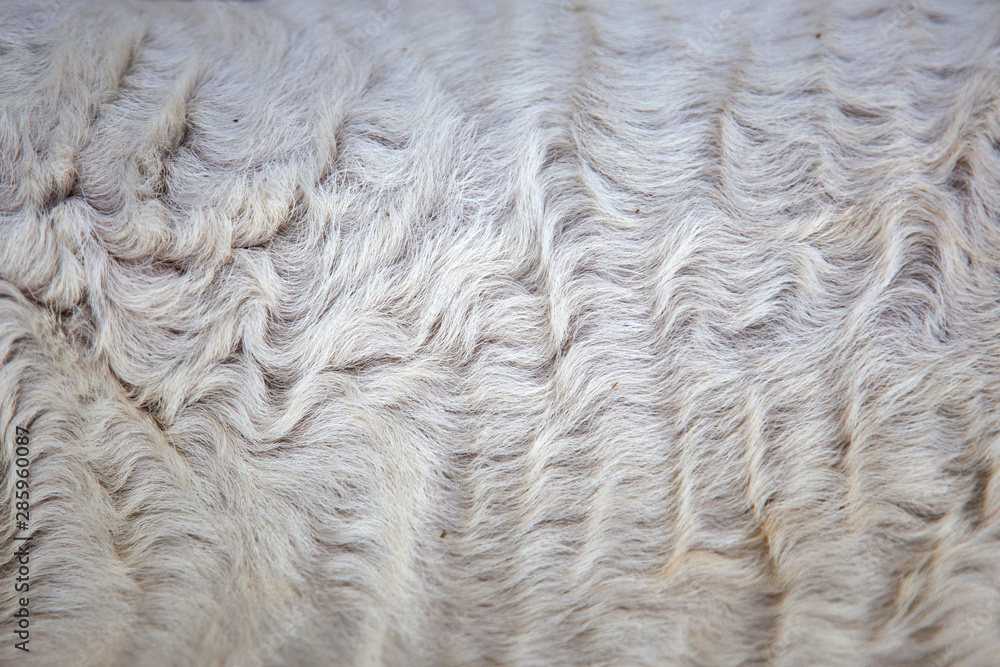 long sheep wool texture for garment textile long sheep wool texture for garment textile