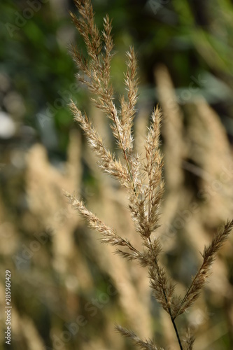 Wheat nature plant