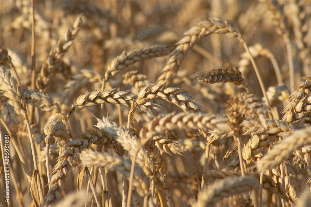 Fototapeta premium Pole pszenicy