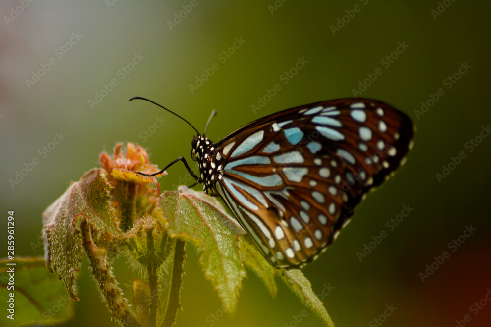 Fototapeta premium Close Up Of Butterfly 
