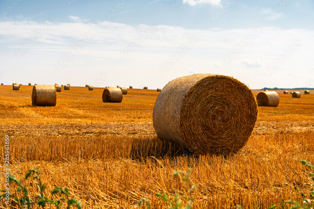 Straw bales after the grain harvest