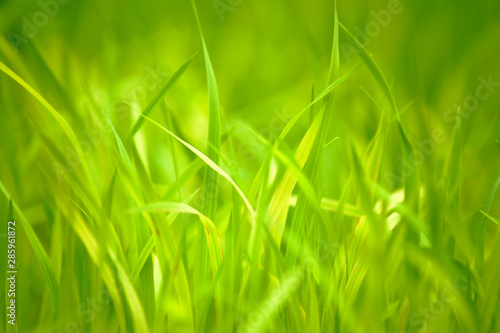 Green Grass Abstract Background