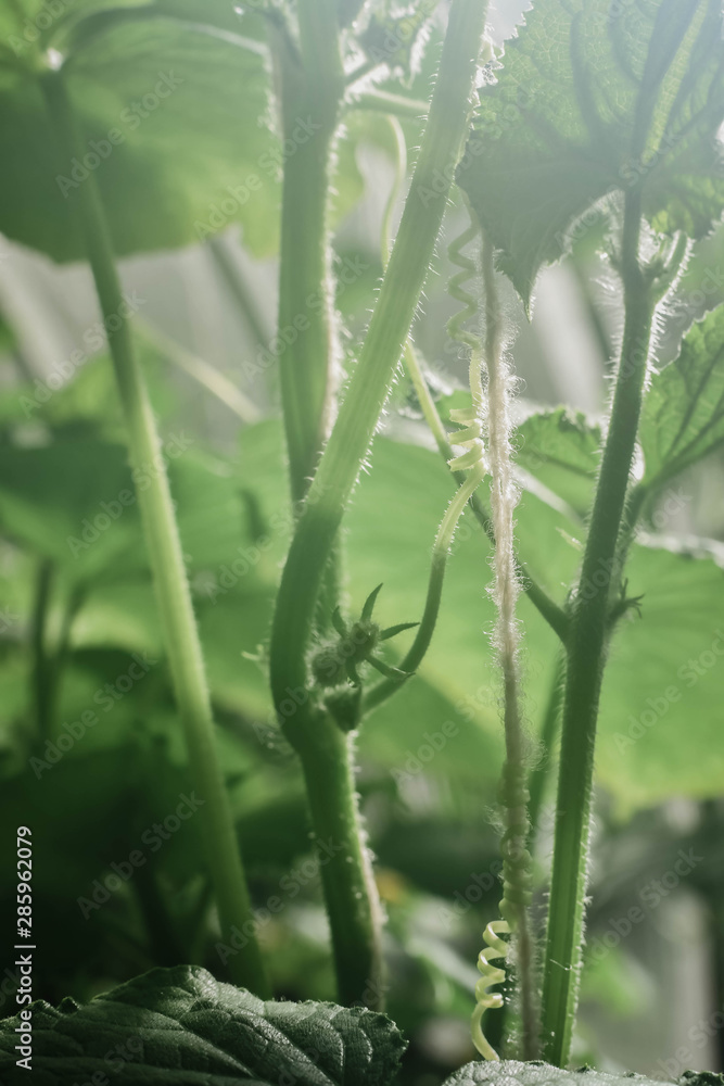 cucumbers cucumbers